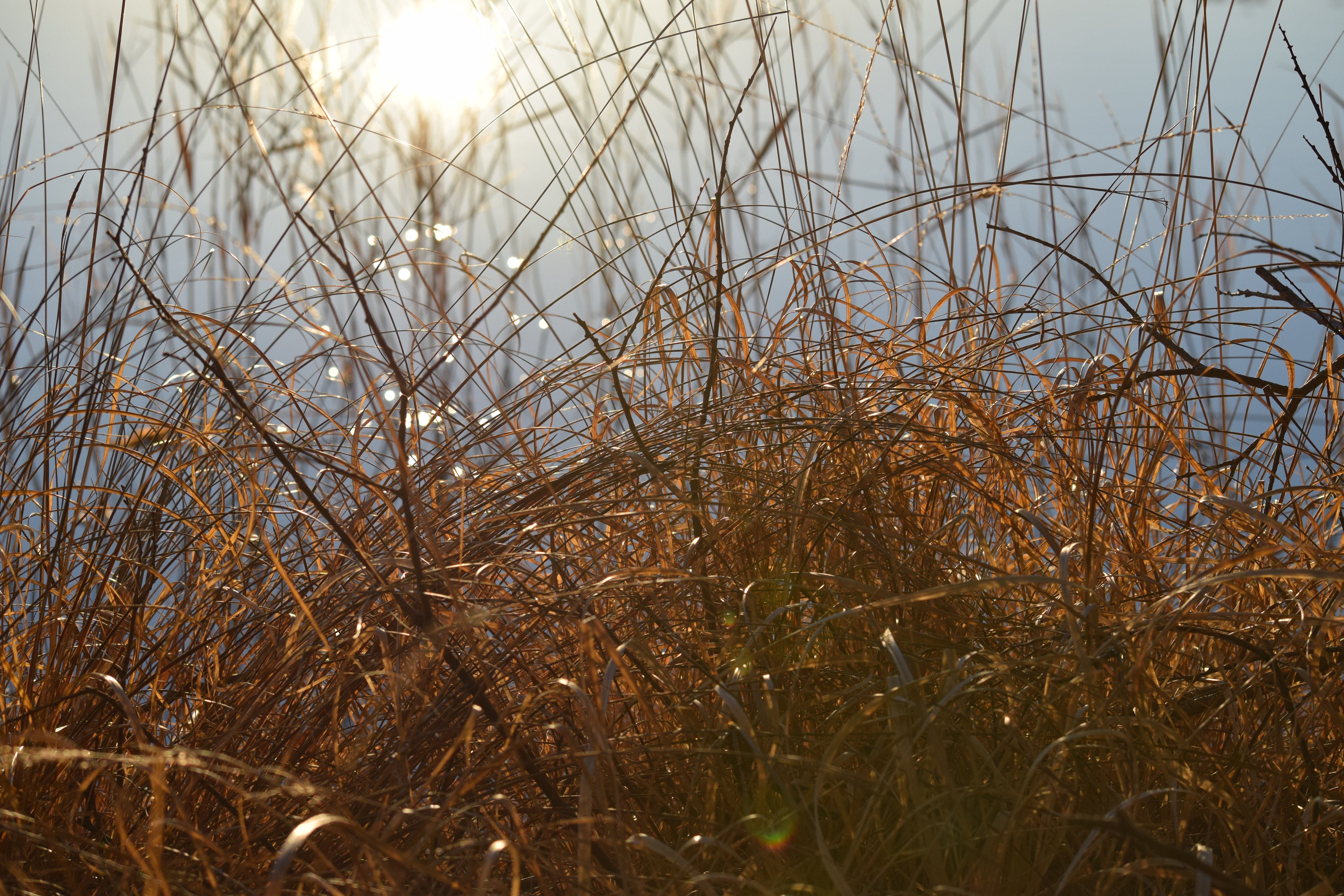 Vass vid sjön med solblänk i vattnet